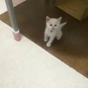 雪見だいふく
