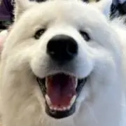 りんの画像