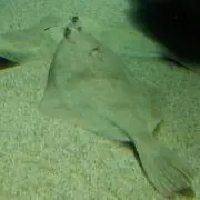 ひらめ