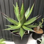 yama_dexの画像