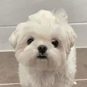 v♡の画像