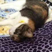 たかの画像