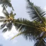 sky87