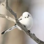 Nikukoの画像