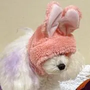 ゆの画像