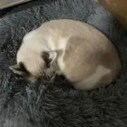 えりくんの画像
