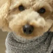 だいすけ
