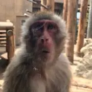 ウォーレン