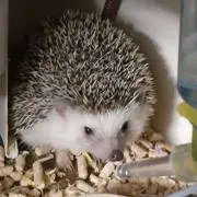 のーくんの画像