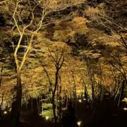 mozerの画像