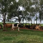 Zinho43