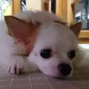hana