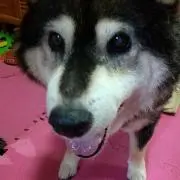 MAKO