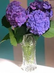 Ayaの画像