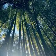 shunの画像