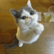 Haruchamの画像