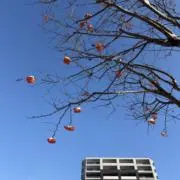 晴れ　値下げ不可　即購入OK（＾ν＾）の画像