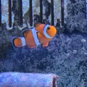 ももたろうの画像