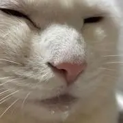 とんちゃん