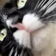 澄川 鈴の画像