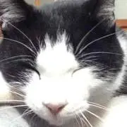 ごはんの画像