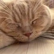 はつこーの画像