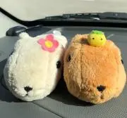 カピィの画像
