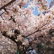 たろすけの画像
