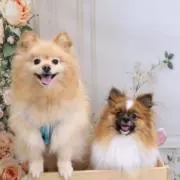 taimitsu