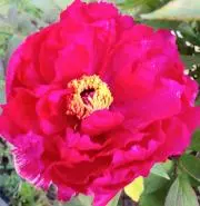 rosepink37の画像