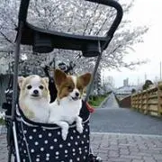 おけいちゃんの画像