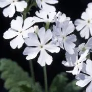 白い さくら草の画像