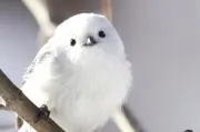 透の画像