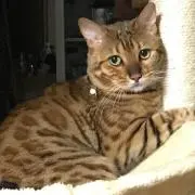 鬼嫁