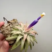 1 2の画像