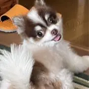 みるくの画像