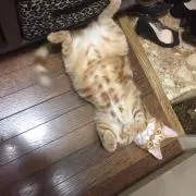 まつの画像