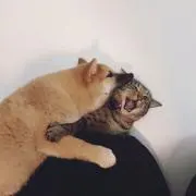 ふみひろの画像