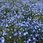 ASASの画像