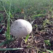 mwaの画像