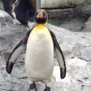 あゆ