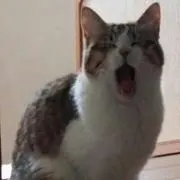 oowadaの画像