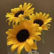 aoao12051205の画像