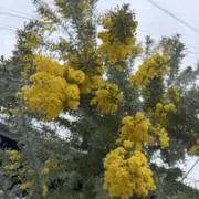 amo
