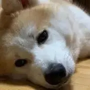 マスタング【即購入ok】の画像