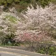 Ricor*****の画像