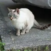 はづき※整理の為値下げ中の画像