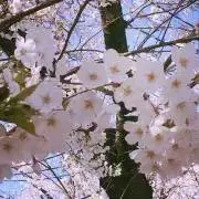 さくらの画像