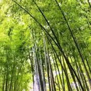 プンジャの画像
