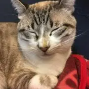 しゃんしゃんの画像